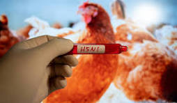influenza aviaire